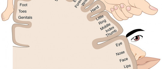 Pensar con el cuerpo: embodied cognition