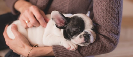 Duelo por mascotas: cuando nuestro leal amigo se marcha