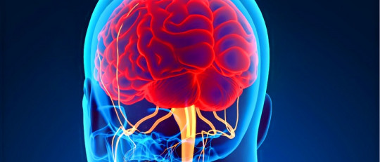 Sistema Nervioso Central