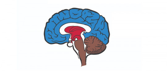 Teoría del cerebro triuno de MacLean