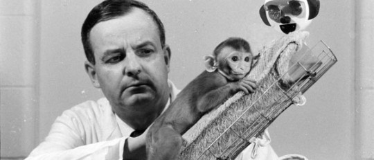 El experimento de Harlow y la privación materna: sustituyendo a la madre