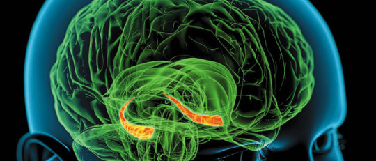 Hipocampo: funciones y estructura del órgano de la memoria