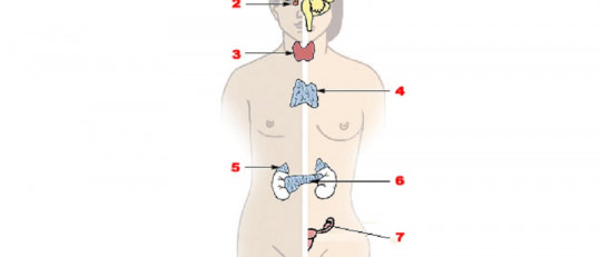 Sistema neuroendocrino