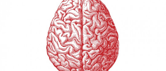 Las diferencias cerebrales entre estudiantes "de letras" y estudiantes "de ciencias"