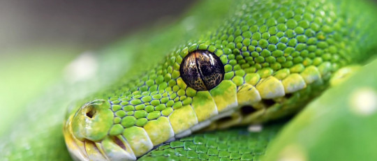 Soñar con serpientes