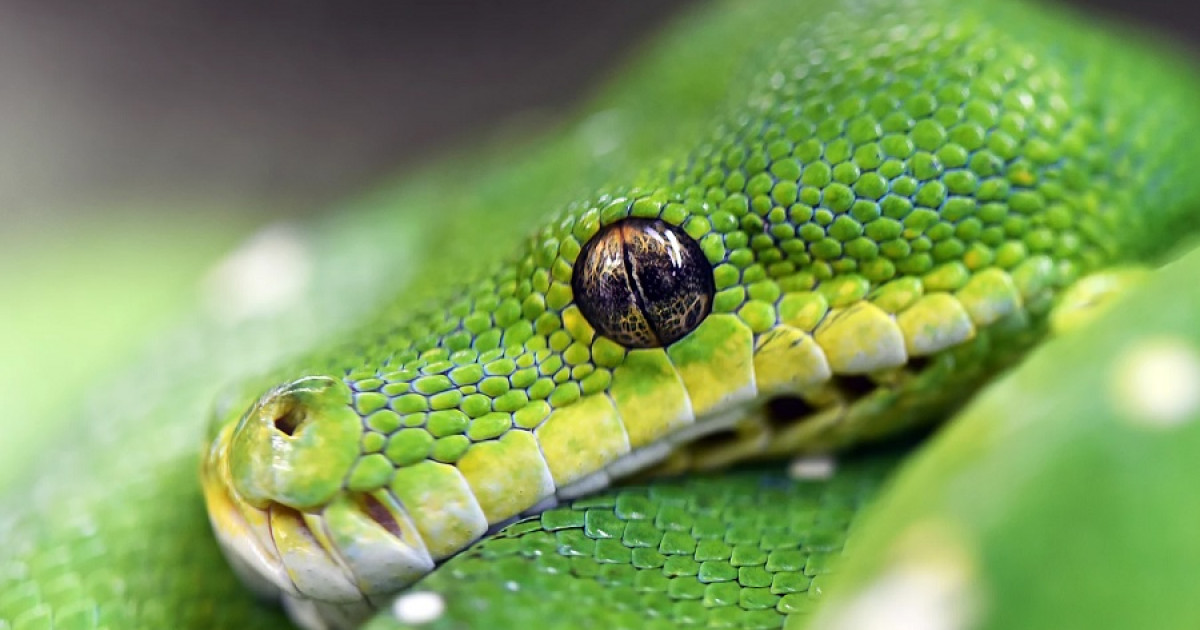 Debilitar Platillo el primero Soñar con serpientes: ¿qué significa?