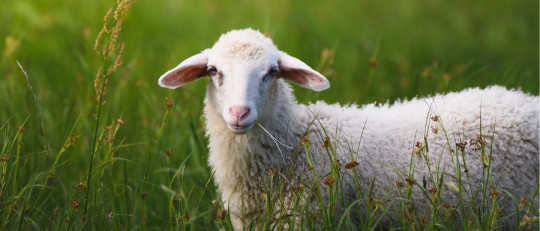 Síndrome de domesticación