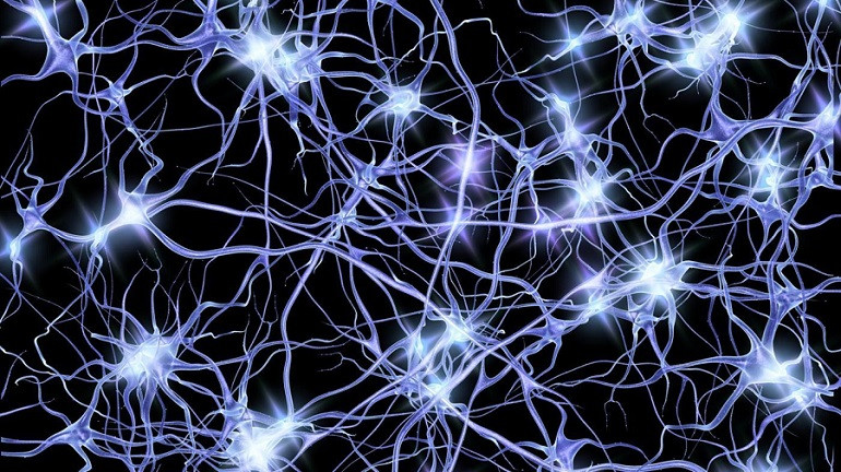 Cuántas neuronas tiene el cerebro humano?