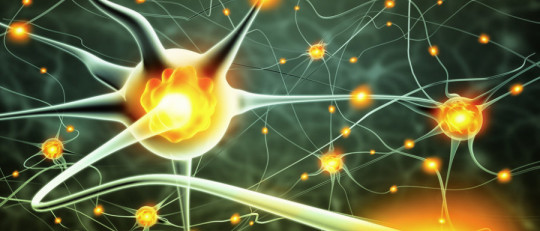 ¿Cuántas neuronas tiene el cerebro humano?