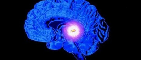 Glándula pituitaria (hipófisis): el nexo entre neuronas y hormonas