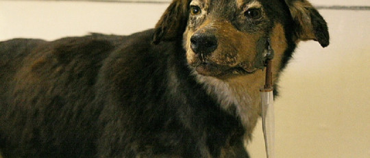 La teoría de la sustitución de estímulos de Pávlov