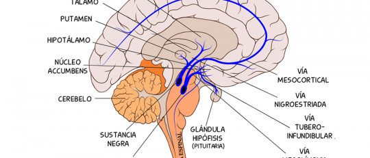 Vía tuberoinfundibular