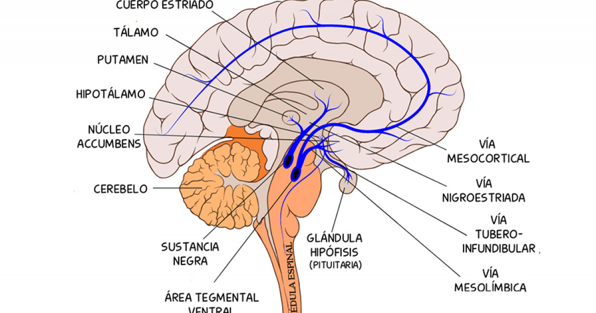 Vía tuberoinfundibular qué es y cómo funciona esta ruta del cerebro