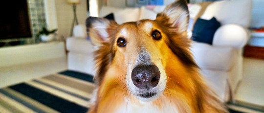 Los beneficios de la terapia con perros