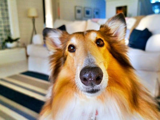 Los beneficios de la terapia con perros