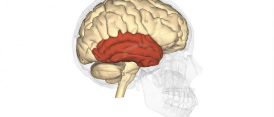 Lóbulo temporal: estructura y funciones