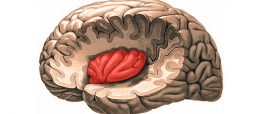 La ínsula: anatomía y funciones de esta parte del cerebro