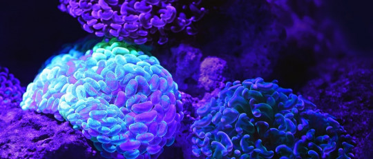 Dependencia de Campo e Independencia de Campo