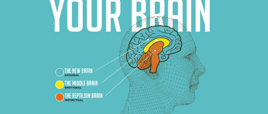 El modelo de los 3 cerebros: reptiliano, límbico y neocórtex