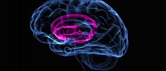 Ganglios basales: anatomía y funciones