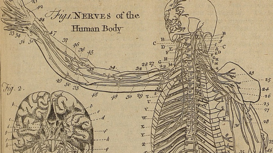 Tipos de nervios