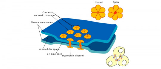 Sinapsis eléctricas