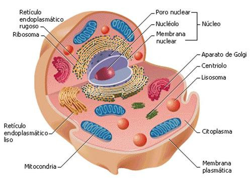 Tipos de células principales del cuerpo humano