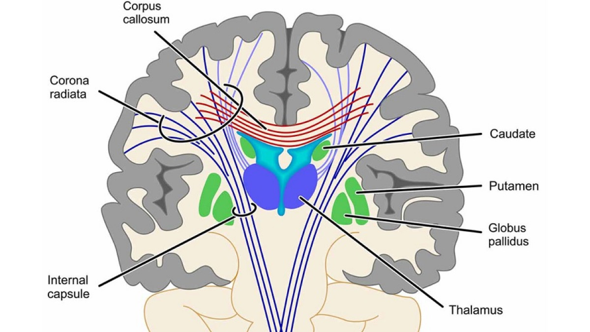 Gratificante medias comer Cápsula interna (parte del cerebro) componentes y funciones