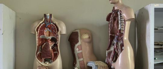 Sistemas del cuerpo humano