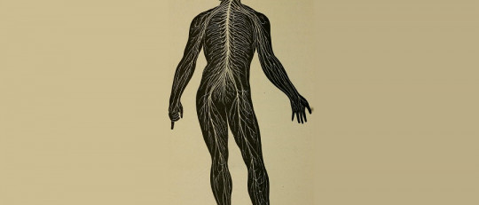 Sistema nervioso somático