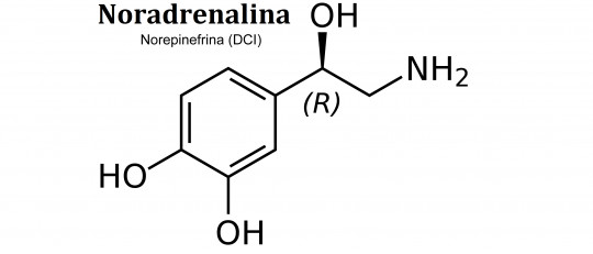 Noradrenalina (neurotransmisor): definición y funciones