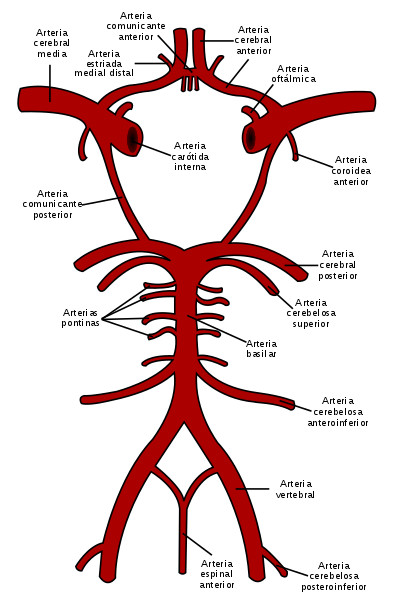 segmentos de la arteria cerebral posterior