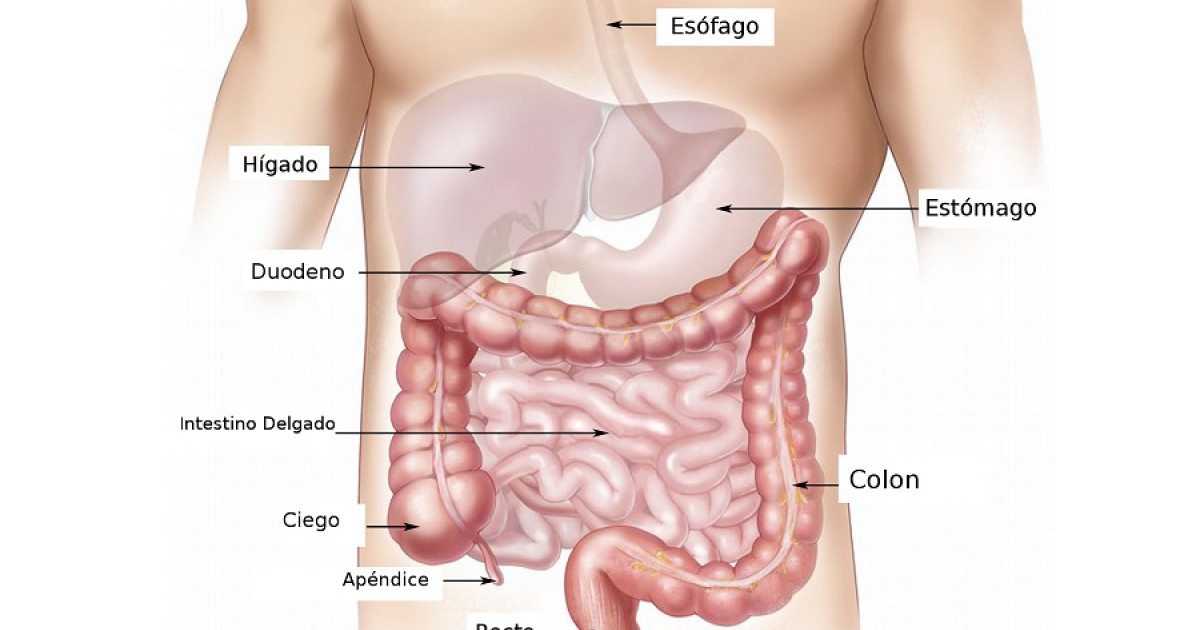 Como cesar Rama Sistema digestivo: anatomía, partes y funcionamiento