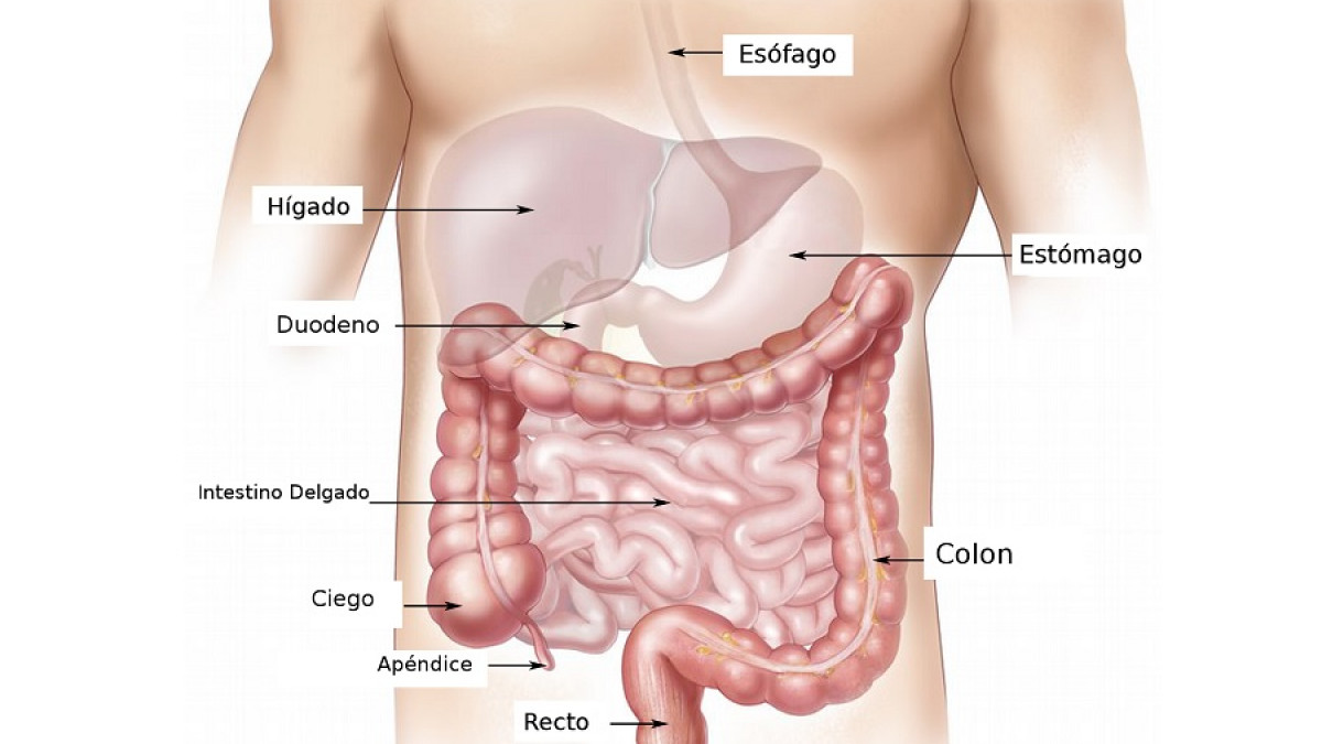 Archivo Redondo estafa Sistema digestivo: anatomía, partes y funcionamiento