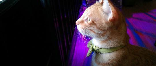 Cuando las mascotas nos importan más que los humanos