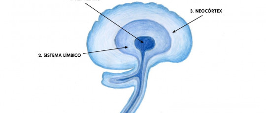 Neocórtex (cerebro): estructura y funciones