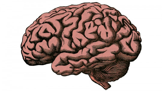 Cisuras del cerebro
