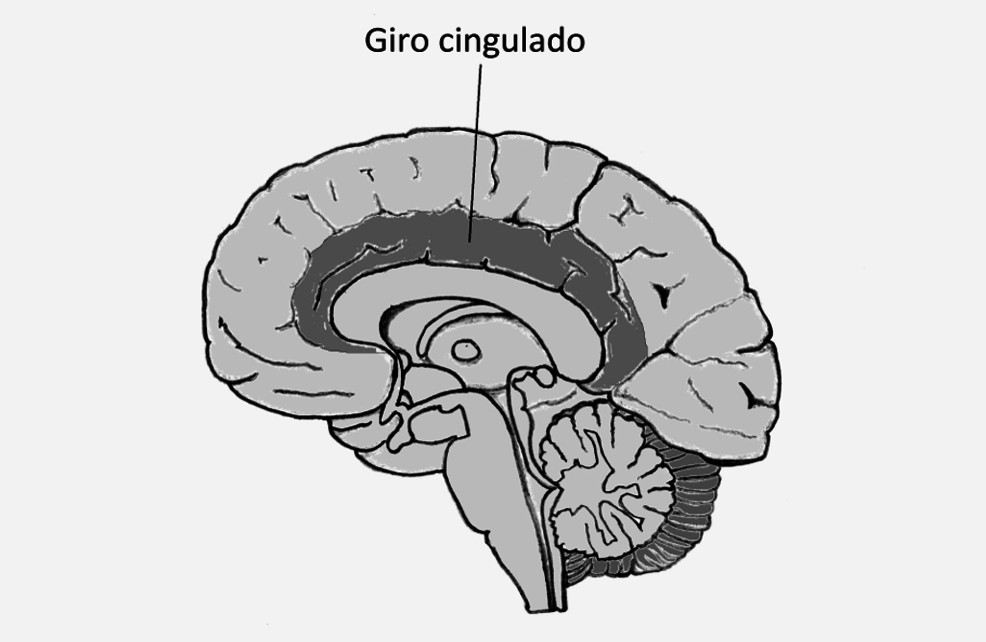 Giro cingulado (cerebro): anatomía y funciones
