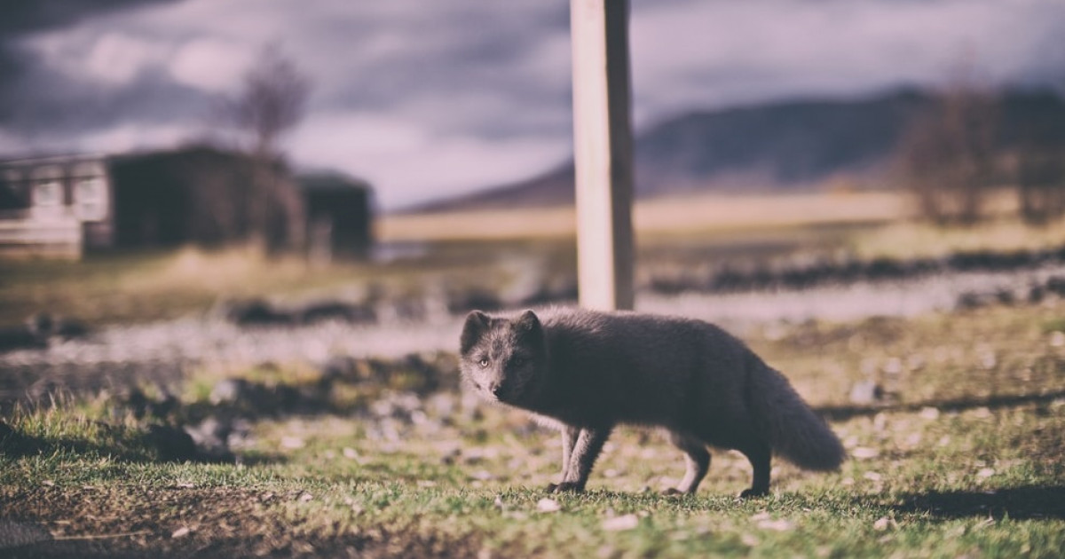 Agrizoofobia (miedo a los animales