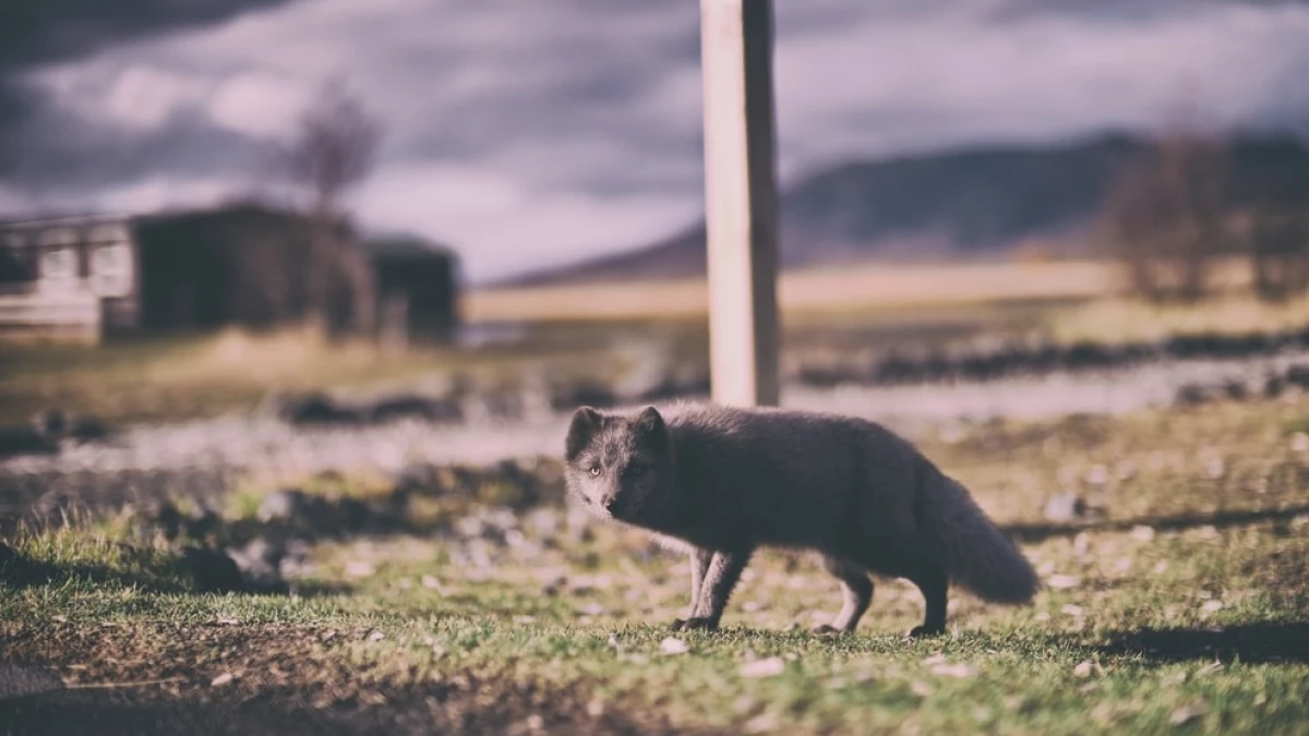 Agrizoofobia (miedo a los animales salvajes): síntomas y causas