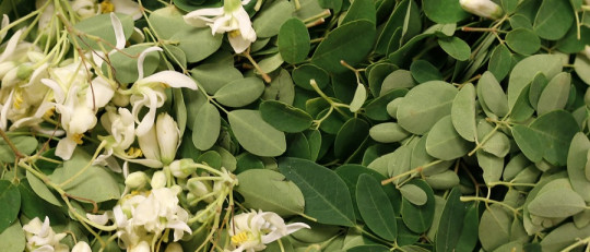 Moringa