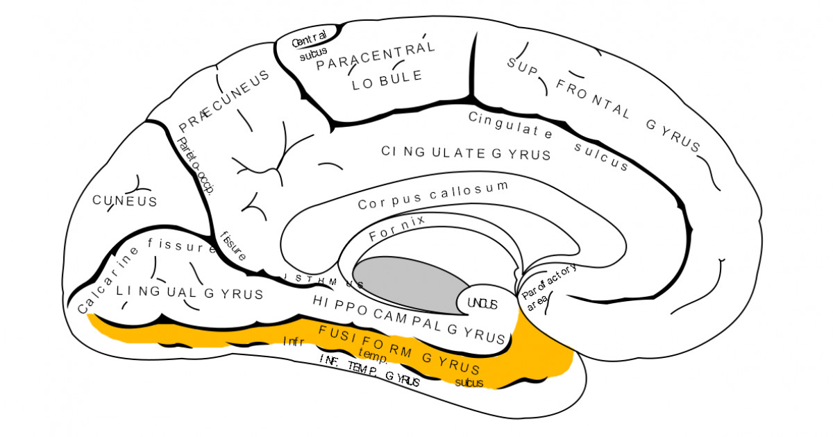Giro fusiforme: anatomía, funciones y áreas