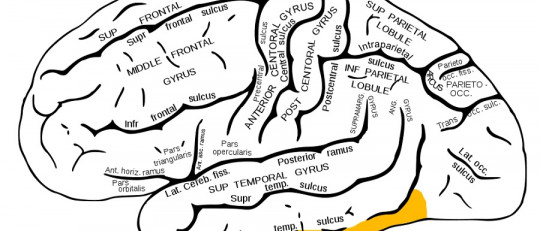 Giro temporal inferior