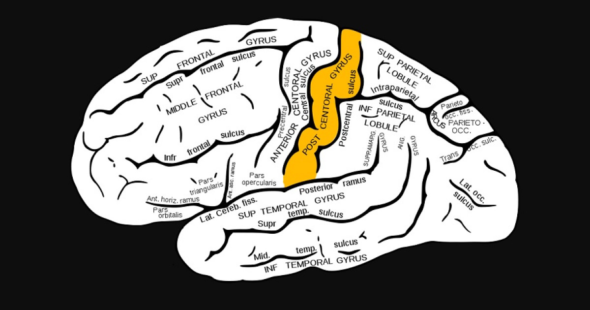 Извилины брюс. Прецентральная извилина головного мозга. Прецентральная зона коры головного мозга. Передняя Центральная извилина коры.