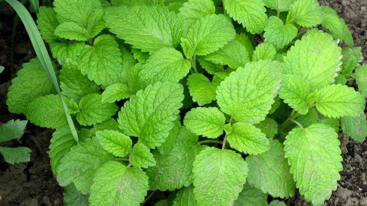 Toronjil: qué es, beneficios y usos de esta planta medicinal