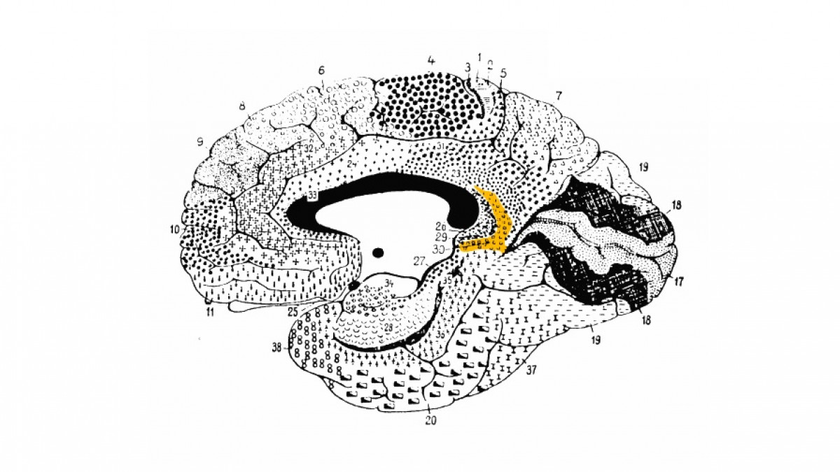 corteza cingulada anterior