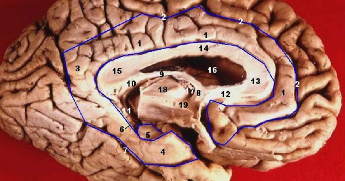 Circuito de Papez: qué es y qué estructuras cerebrales incluye