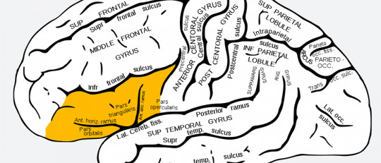 Giro frontal inferior