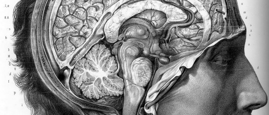 Comisuras interhemisféricas