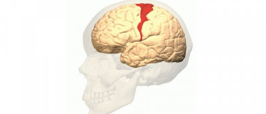 Corteza motora primaria